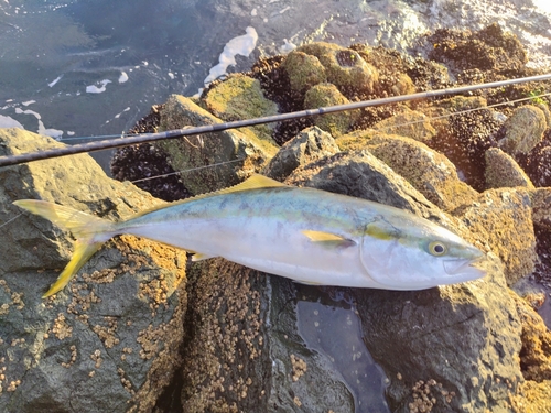 ワラサの釣果