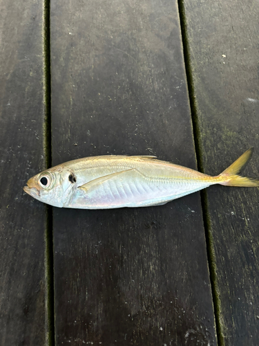 シマアジの釣果