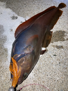 ドンコの釣果