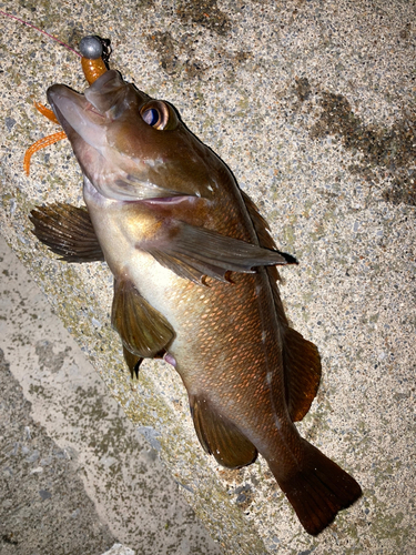 エゾメバルの釣果