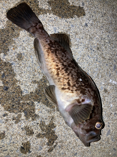 ソイの釣果