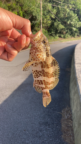 イシミーバイの釣果