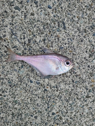 ミナミハタンポの釣果