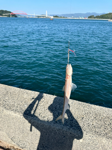 エソの釣果