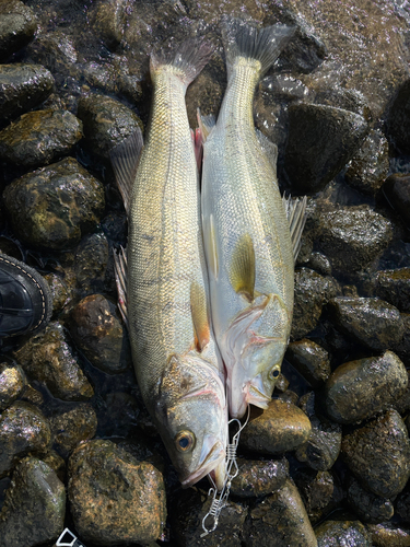 シーバスの釣果