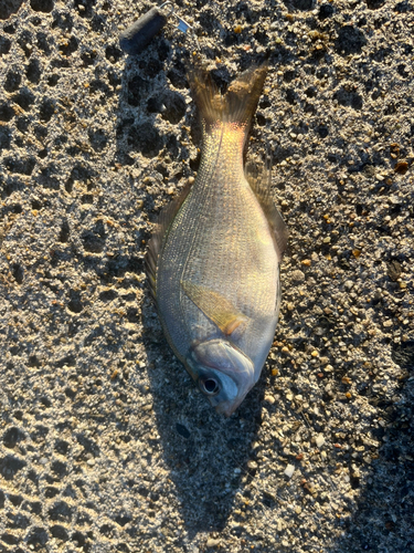 ウミタナゴの釣果