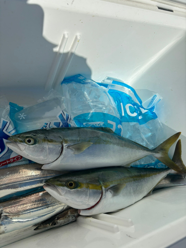 ハマチの釣果