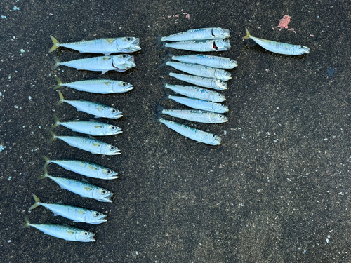 サバの釣果