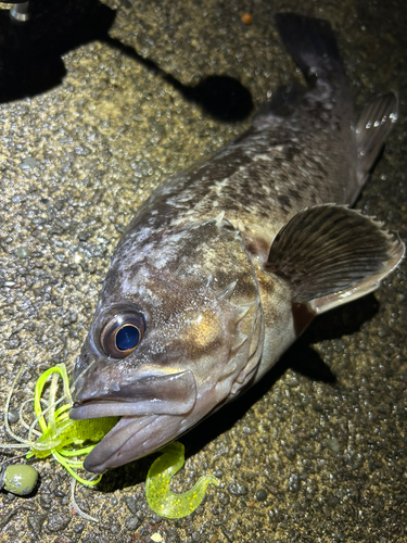 クロソイの釣果