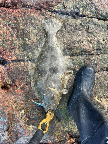 ヒラメの釣果