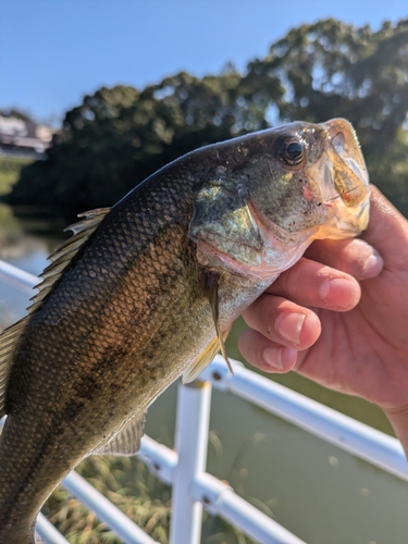 カワハギの釣果