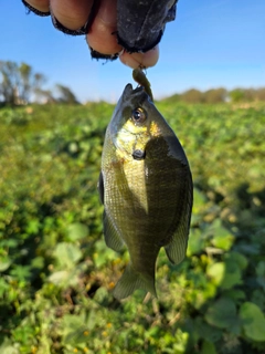 ブルーギルの釣果