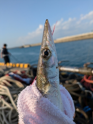 カマスの釣果