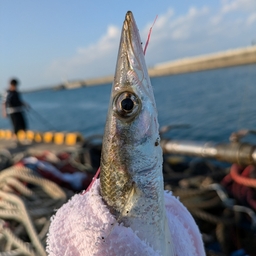 カマス