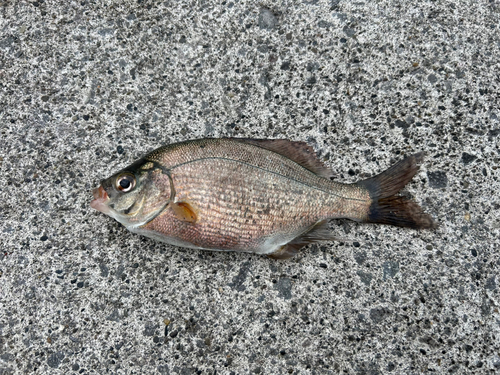 ウミタナゴの釣果