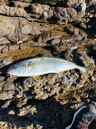 ヒラスの釣果