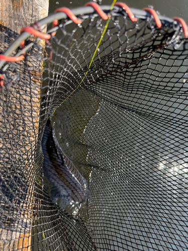 コイの釣果