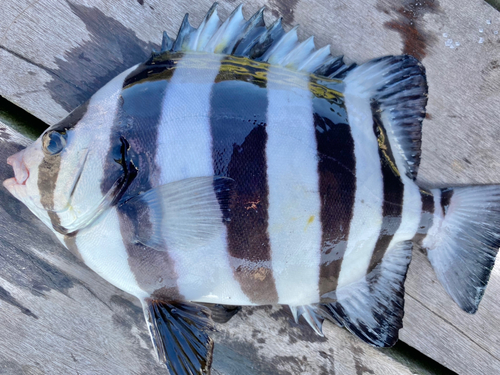 サンバソウの釣果