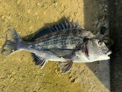 クロダイの釣果