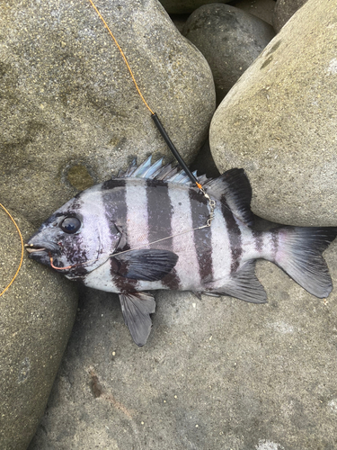 イシダイの釣果