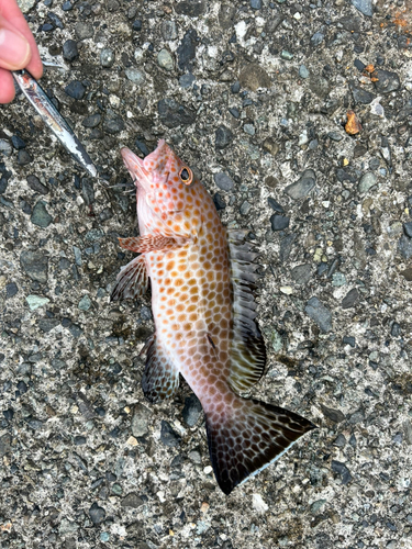 オオモンハタの釣果