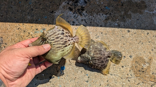 カワハギの釣果