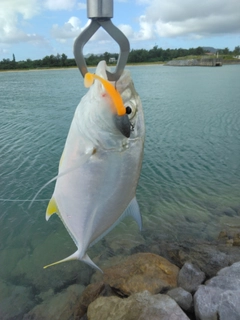 メッキの釣果