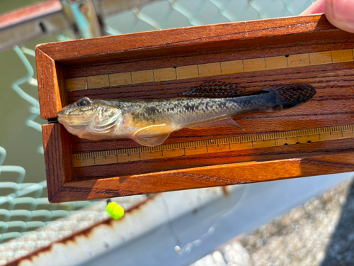 マハゼの釣果