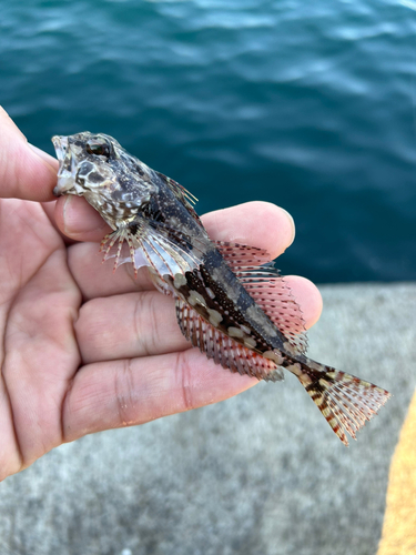 アナハゼの釣果