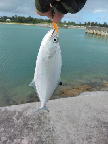 ミナミイケカツオの釣果