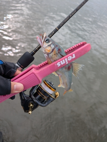 アユの釣果