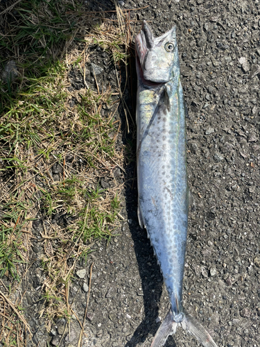 サゴシの釣果