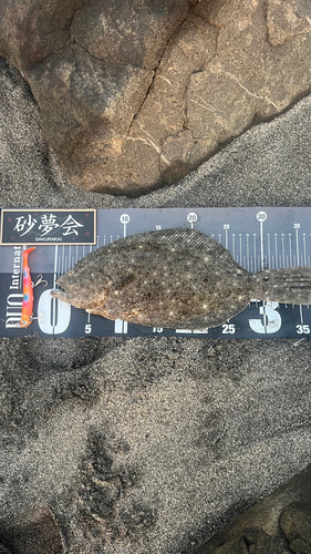 ヒラメの釣果