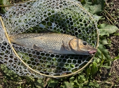 ニゴイの釣果