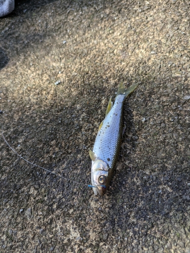 カワムツの釣果