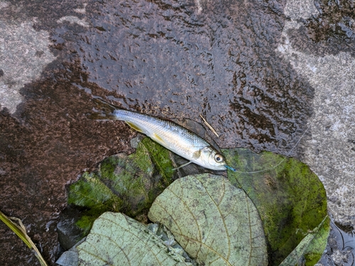 カワムツの釣果