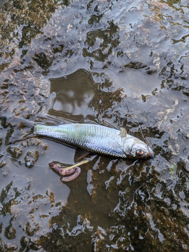 オイカワの釣果