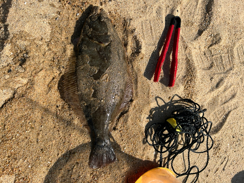 ヒラメの釣果