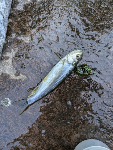 カワムツの釣果