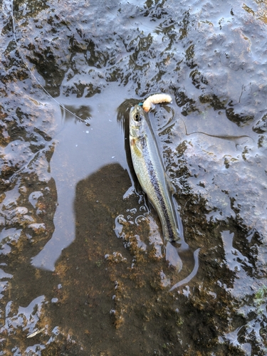 アブラハヤの釣果