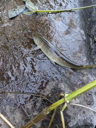 オイカワの釣果