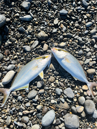 シオの釣果