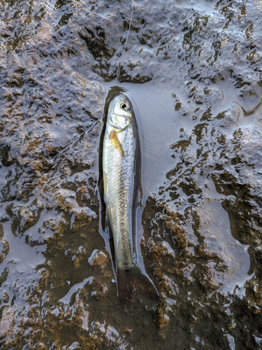 アブラハヤの釣果