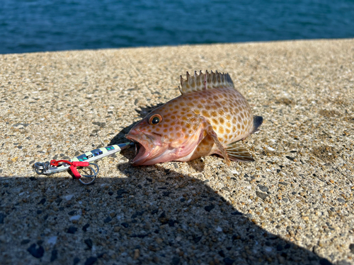 オオモンハタの釣果