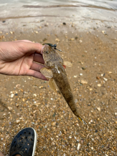 ミナミマゴチの釣果