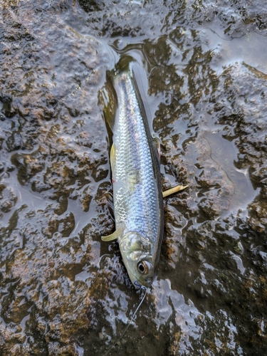 カワムツの釣果