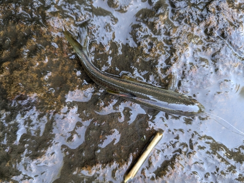 カワムツの釣果