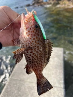 オオモンハタの釣果