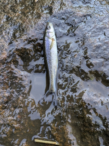 アブラハヤの釣果