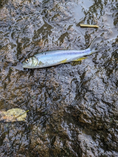 カワムツの釣果